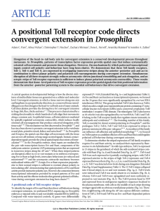 ARTICLE A positional Toll receptor code directs convergent extension in Drosophila