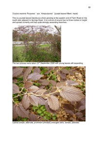 69  This is a purple leaved deciduous shrub growing at the... south side adjacent to Springs Road. It is a shrub...