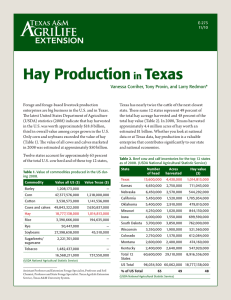 Hay Production Texas in