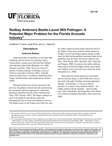 Redbay Ambrosia Beetle-Laurel Wilt Pathogen: A Industry