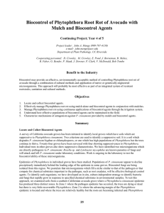 Biocontrol of Phytophthora Root Rot of Avocado with