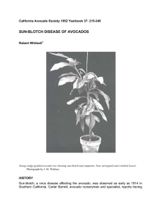 SUN-BLOTCH DISEASE OF AVOCADOS  California Avocado Society 1952 Yearbook 37: 215-240