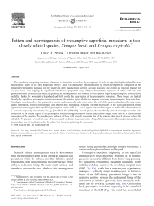 Pattern and morphogenesis of presumptive superficial mesoderm in two