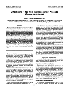 Mesocarp Cytochrome P-450 Avocado (Persea americana)
