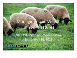 Managing Toxic Weeds in Your Pastures 2013 WI Sheep and Wool Festival