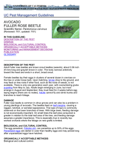 UC Pest Management Guidelines AVOCADO FULLER ROSE BEETLE Pantomorus cervinus
