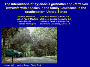 Xyleborus glabratus southeastern United States lauricola