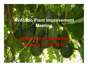 Avocado Plant Improvement Meeting University of California January 11-13, 2012