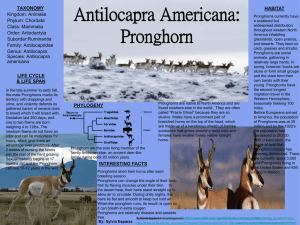 Antilocapra Americana: Pronghorn TAXONOMY HABITAT