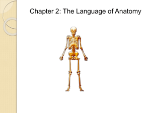 Chapter 2: The Language of Anatomy