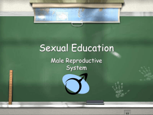 Sexual Education Male Reproductive System