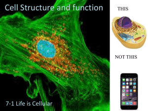 Cell Structure and function 7-1 Life is Cellular THIS NOT THIS