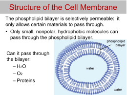 Cell Membrane Coloring Worksheet Composition of the Cell Cell Membrane Coloring Worksheet Composition of the Cell