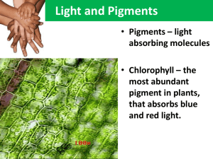 Light and Pigments Pigments – light Chlorophyll – the absorbing molecules