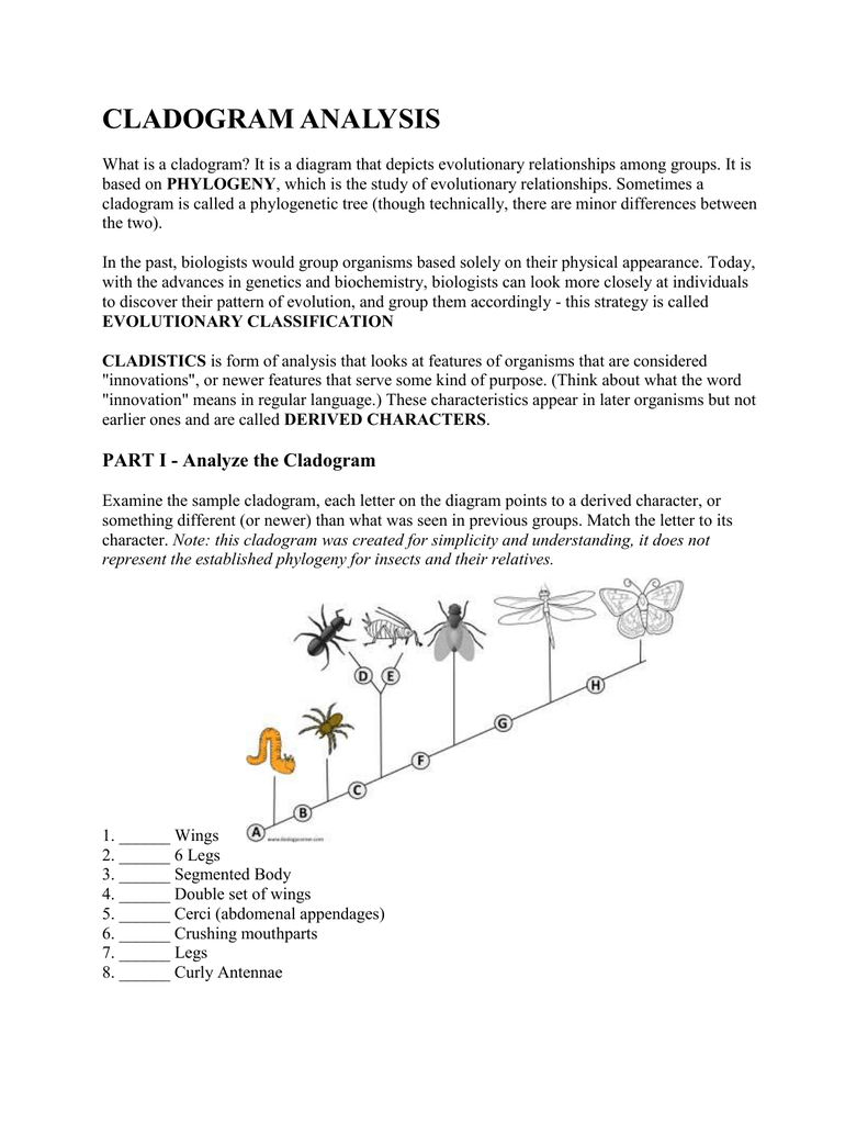 cladogram-practice-worksheet-answers-promotiontablecovers