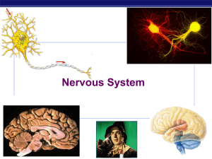 Nervous System AP Biology 2007-2008