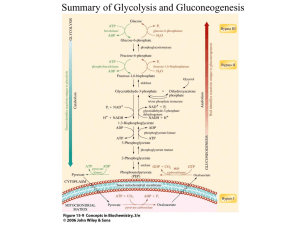 Summary of Glycolysis and Gluconeogenesis