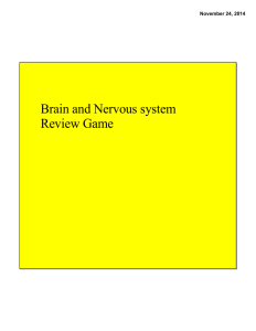 Brain and Nervous system Review Game November 24, 2014
