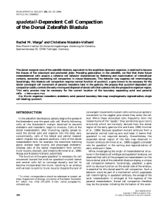 spadetail -Dependent Cell Compaction of the Dorsal Zebrafish Blastula Rachel M. Warga