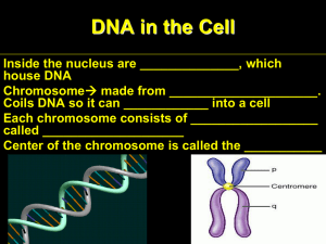 DNA in the Cell