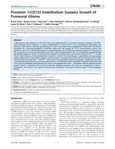 Prominin 1/CD133 Endothelium Sustains Growth of Proneural Glioma