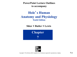 Hole Anatomy and Physiology Chapter 7
