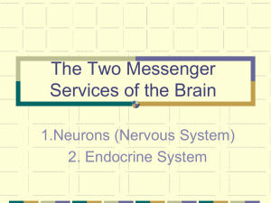 The Two Messenger Services of the Brain 1.Neurons (Nervous System) 2. Endocrine System