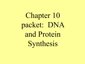 Chapter 10 packet:  DNA and Protein Synthesis