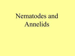Nematodes and Annelids