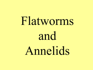 Flatworms and Annelids