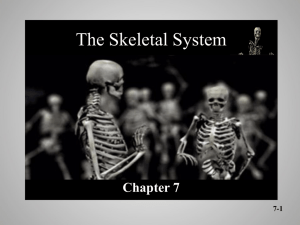 The Skeletal System Chapter 7 7-1