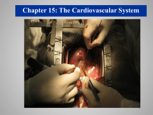 Chapter 15: The Cardiovascular System 1