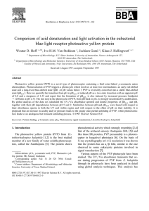 Comparison of acid denaturation and light activation in the eubacterial