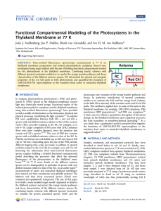 Functional Compartmental Modeling of the Photosystems in the *