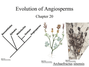 Evolution of Angiosperms Chapter 20 Archaefructus sinensis