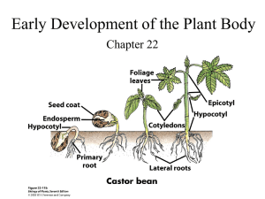 Early Development of the Plant Body Chapter 22