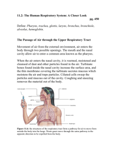 11.2: The Human Respiratory System: A Closer Look pg. 450