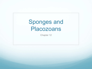 Sponges and Placozoans Chapter 12