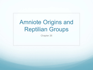 Amniote Origins and Reptilian Groups Chapter 26