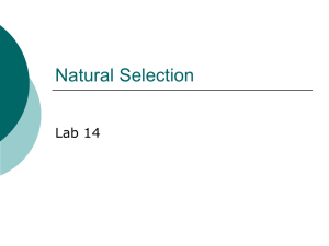 Natural Selection Lab 14