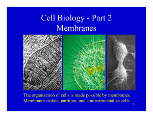 Cell Biology  - Part  2 gy Membranes