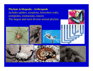 Phylum Arthopoda - Arthropods includes spiders scorpions horseshoe crabs centipedes, crustaceans, insects