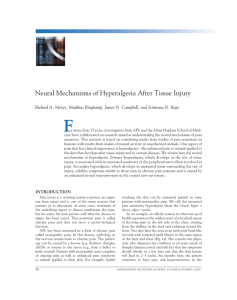 F Neural Mechanisms of Hyperalgesia After Tissue Injury