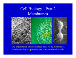 Cell Biology - Part 2 Membranes