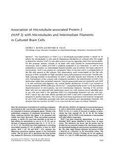 Association  of  Microtubule-associated  Protein  2