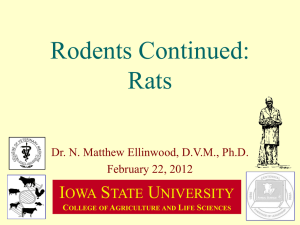 Rodents Continued: Rats I S