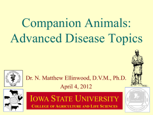 Companion Animals: Advanced Disease Topics I S