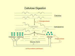 Cellulose Digestion Cellulose Cellodextrins Endoglucanase