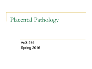 Placental Pathology AnS 536 Spring 2016