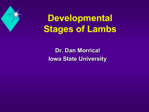 Developmental Stages of Lambs Dr. Dan Morrical Iowa State University